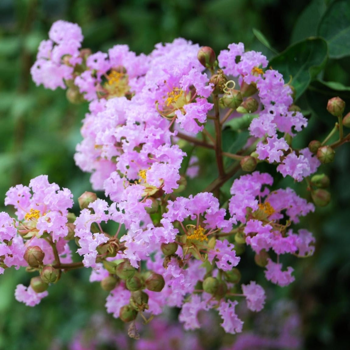 Muskogee Crape Myrtle