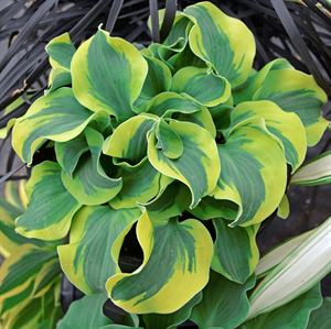 Hosta School Mouse Ppaf Miniature Hosta Online on Sale from HnG Nursery for trees & plants