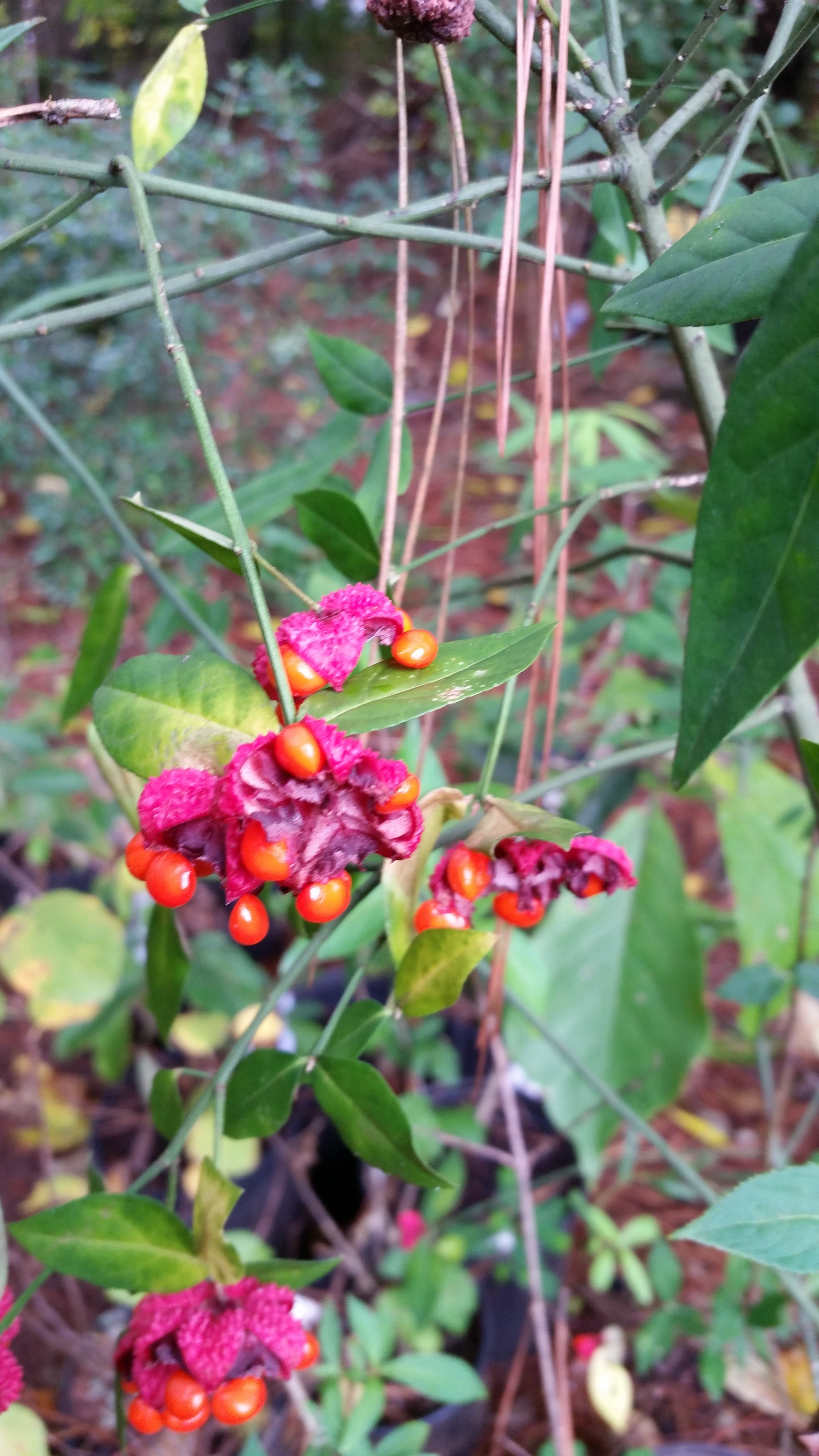 Strawberry Bush