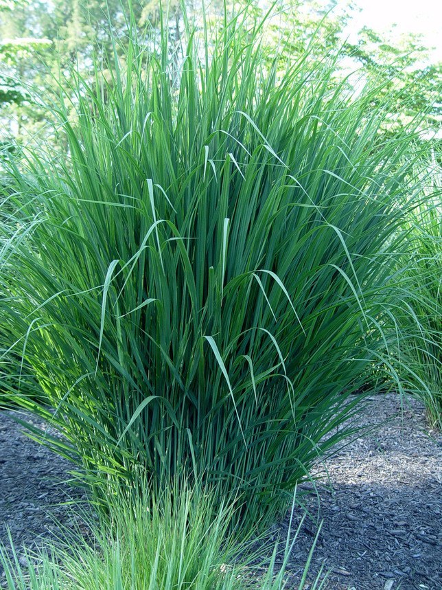 Switchgrass-Clump-Forming