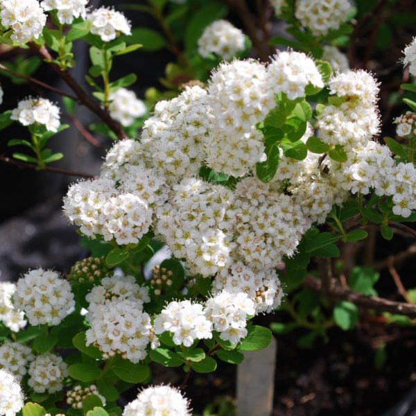 Tor' Spirea, Birch Like Leaf