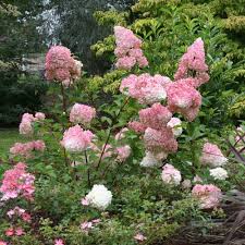 Vanilla Stawberry Hydrangea