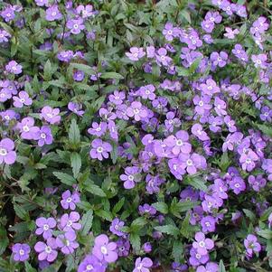 Veronica Penduncularis 'Georgia Blue