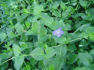 Pot Vinca Major Large Leaf Perwinkle