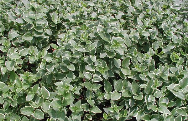 Vinca Major 'Variegata' Variegated Big Leaf Periwinkle Online on Sale from HnG Nursery for trees & plants