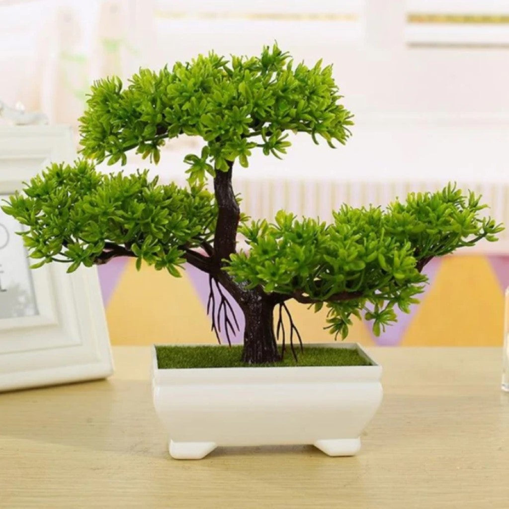 Gorgeous Bonsai with Very Attractive Pot with choice of your color