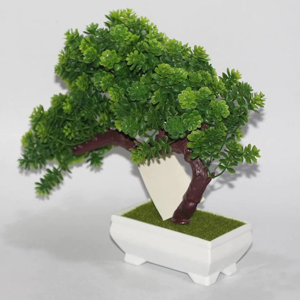 Gorgeous Bonsai with Very Attractive Pot with your Color Choice